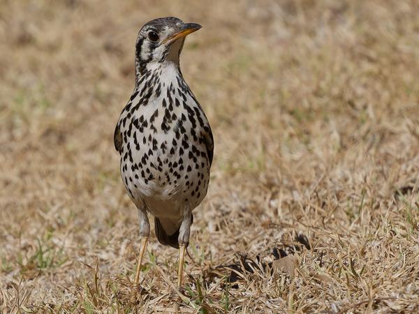 <h3><a href="/trips/safari/biota/animalia/chordata/aves/040 passeriformes/107 turdidae/psophocichla litsitsirupa/psophocichla litsitsirupa-en.html">Psophocichla&nbsp;litsitsirupa</a> / Groundscraper&nbsp;thrush / Acacialijster</h3>OM-1 Mark II with OLYMPUS M.150-400mm F4.5, 1/2500 sec at F5.0, ISO 200, distance 10.8&nbsp;m